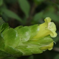 Strobilanthes calycina Nees